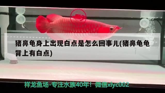 給大魚缸換水的作文:體驗給大魚缸換水的樂趣:體驗給大魚缸換水:給大魚缸換水的作文 豬鼻龜身上出現白點是怎么回事兒(豬鼻龜龜背上有白點) 豬鼻龜百科 豬鼻龜身上出現白點是怎么回事兒(豬鼻龜龜背上有白點) 豬鼻龜身上出現白點是怎么回事兒(豬鼻龜龜背上有白點) 豬鼻龜百科