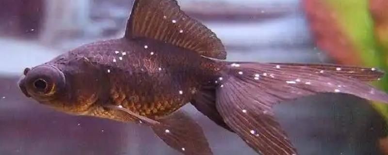 虎魚身上長白膜怎么治療好：虎魚身上長白膜怎么治療 虎魚身上長白膜怎么治療好：虎魚身上長白膜怎么治療 虎魚百科 第2張