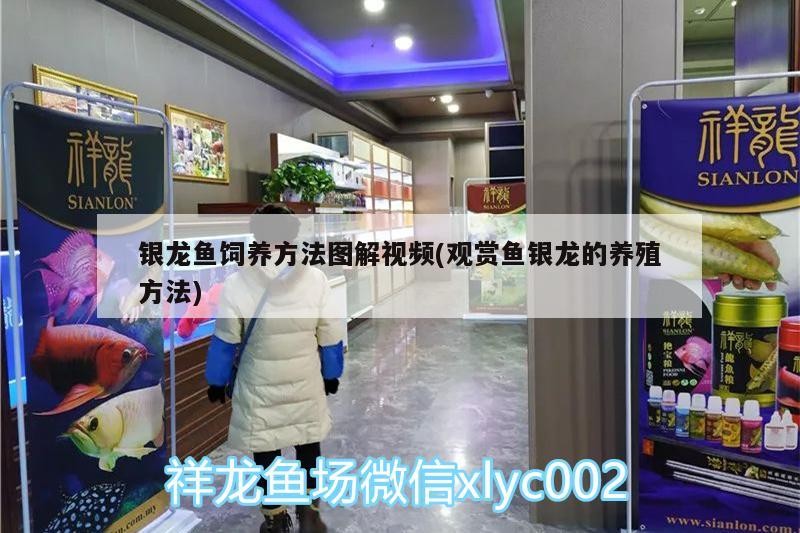 銀龍魚飼養方法圖解視頻(觀賞魚銀龍的養殖方法)