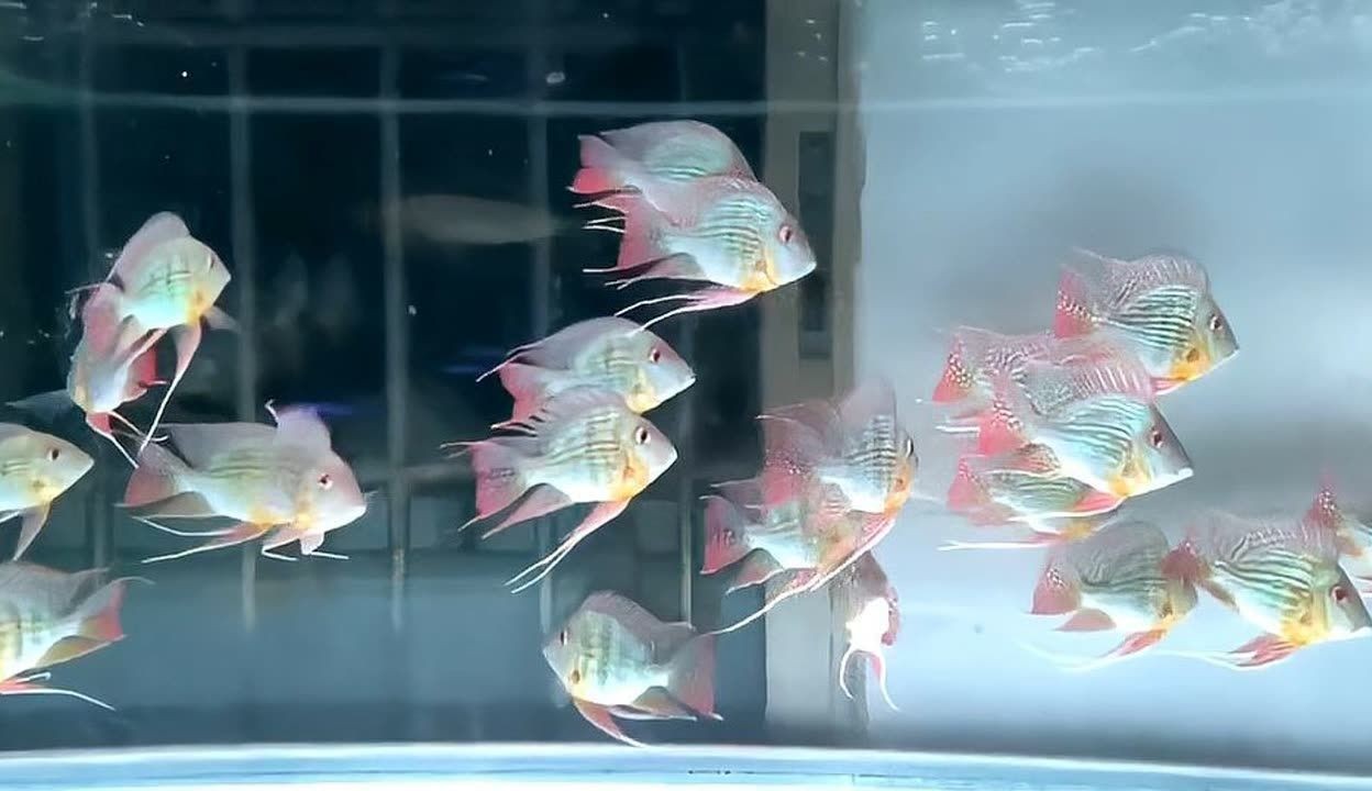 重慶龍魚vs祥龍魚場（比較重慶龍魚與祥龍魚場之前我們需要明確兩者之間的區別）