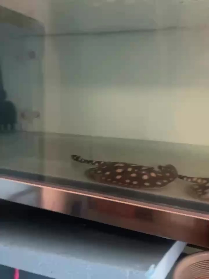 看看狀態