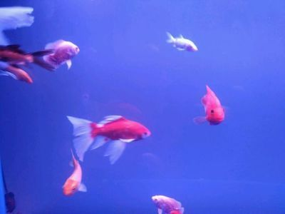 小虎魚能和鸚鵡混養嗎：小虎魚和鸚鵡魚是否能混養取決于多種因素