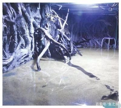 魟魚翻了還有救嗎：當魟魚出現翻肚現象時，是否還有可能被救活,魟魚翻了還有救嗎