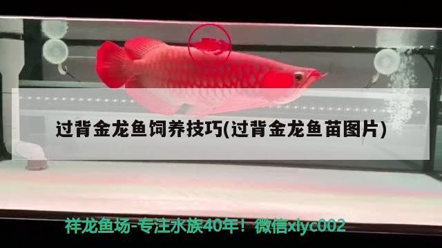 過背金龍魚飼養技巧(過背金龍魚苗圖片)