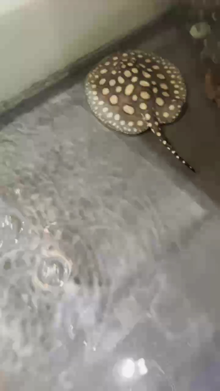 剩下孤零零一個(gè)了 剩下孤零零一個(gè)了 龍魚論壇
