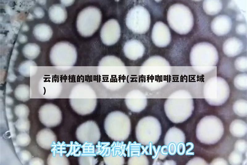魚缸用增氧泵價格是多少:魚缸增氧機-xtrac增氧機-xtrac增氧機 云南種植的咖啡豆品種(云南種咖啡豆的區域) 馬來西亞咖啡 云南種植的咖啡豆品種(云南種咖啡豆的區域) 云南種植的咖啡豆品種(云南種咖啡豆的區域) 馬來西亞咖啡