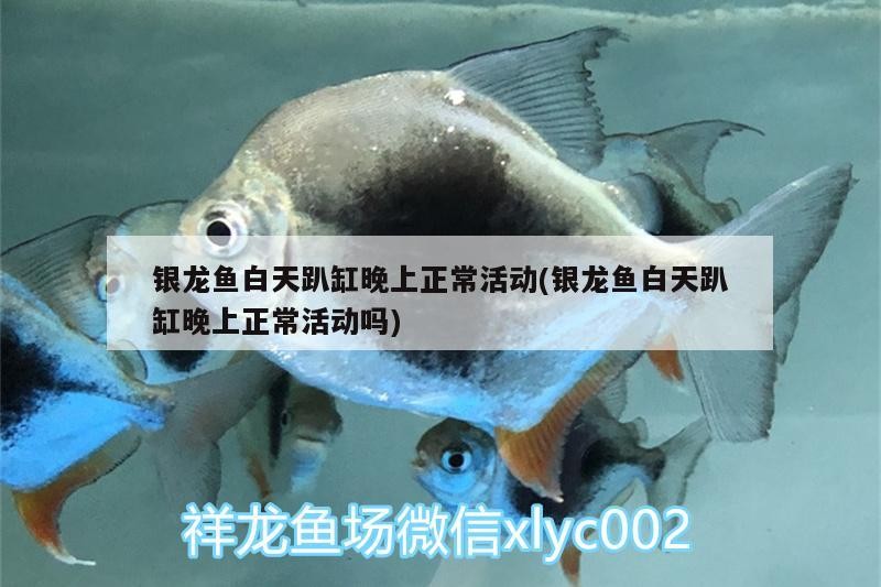銀龍魚白天趴缸晚上正?；顒?銀龍魚白天趴缸晚上正?；顒訂?