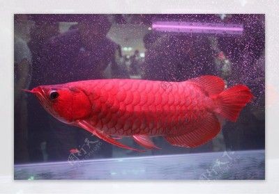 紅龍魚苗適宜水溫范圍：養殖紅龍魚的注意事項 紅龍魚苗適宜水溫范圍：養殖紅龍魚的注意事項 紅龍魚百科 第4張