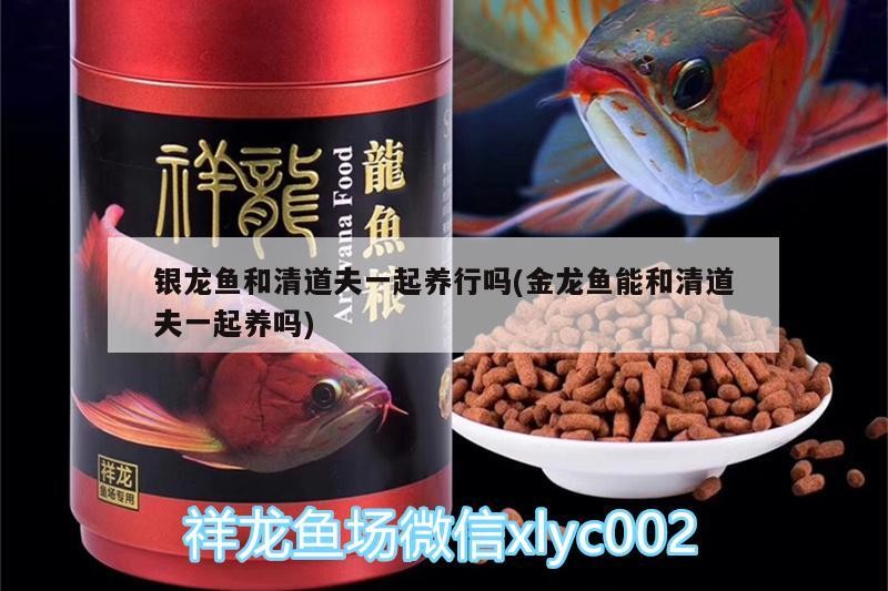 銀龍魚和清道夫一起養(yǎng)行嗎(金龍魚能和清道夫一起養(yǎng)嗎)