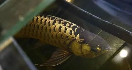 龍魚的屎是什么顏色的:龍魚的糞便顏色是什么顏色的 龍魚百科 第1張 龍魚的屎是什么顏色的:龍魚的糞便顏色是什么顏色的 龍魚的屎是什么顏色的:龍魚的糞便顏色是什么顏色的 龍魚百科 第1張
