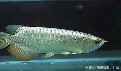 龍魚的屎是什么顏色的:龍魚的糞便顏色是什么顏色的 龍魚百科 第3張 龍魚的屎是什么顏色的:龍魚的糞便顏色是什么顏色的 龍魚的屎是什么顏色的:龍魚的糞便顏色是什么顏色的 龍魚百科 第3張