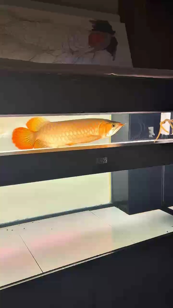 上側燈一周