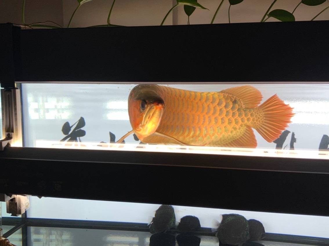更新一下！越來越懶了。