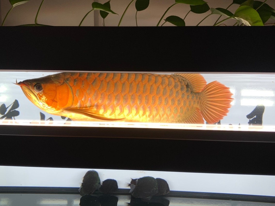 更新一下！越來越懶了。