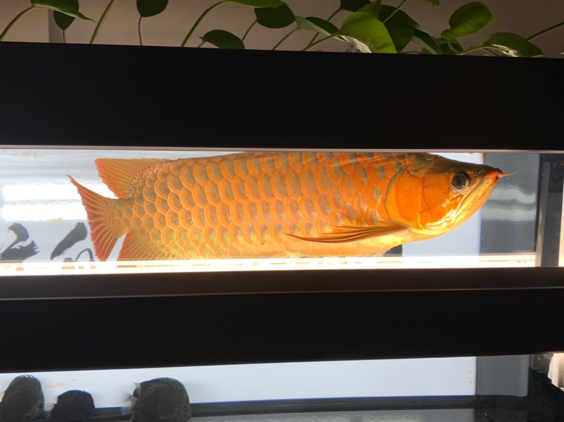 更新一下！越來越懶了。