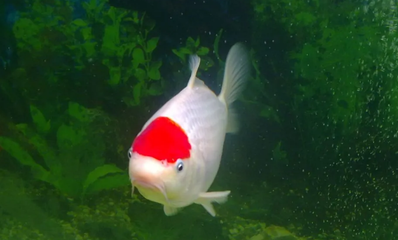 皇冠三間魚好養嗎：皇冠三間魚好養嗎?