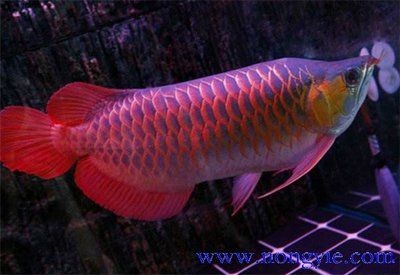 辣椒紅龍魚與其他品種區別：辣椒紅龍魚與其他紅龍魚品種有什么區別？