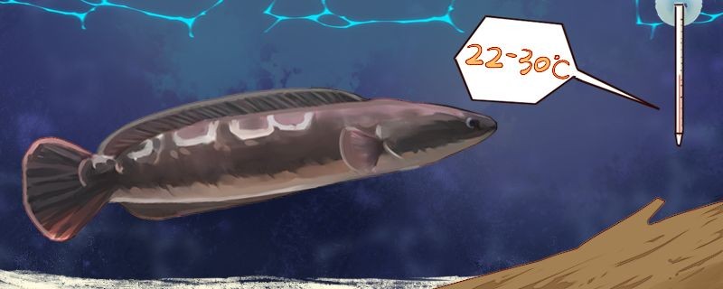 最大金龍魚(yú)視頻(哪些基金持有金龍魚(yú)) iwish愛(ài)唯希品牌魚(yú)缸 第1張 最大金龍魚(yú)視頻(哪些基金持有金龍魚(yú)) 最大金龍魚(yú)視頻(哪些基金持有金龍魚(yú)) iwish愛(ài)唯希品牌魚(yú)缸 第1張