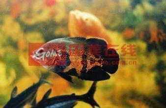 換水后魚趴缸底不動(dòng)怎么辦：魚換水后趴缸的補(bǔ)救方法 換水后魚趴缸底不動(dòng)怎么辦：魚換水后趴缸的補(bǔ)救方法 龍魚百科 第3張