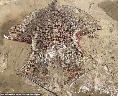 魟魚盤邊受傷能恢復嗎？：魟魚盤邊受傷的恢復可能性取決于傷口的嚴重程度、受傷原因以及飼養者的護理措施