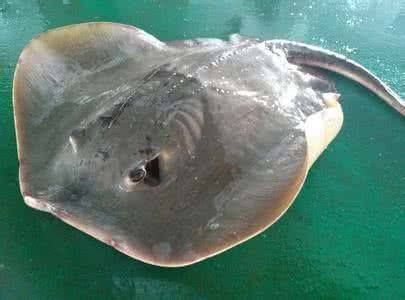 魟魚盤邊受傷能恢復嗎？：魟魚盤邊受傷的恢復可能性取決于傷口的嚴重程度、受傷原因以及飼養者的護理措施