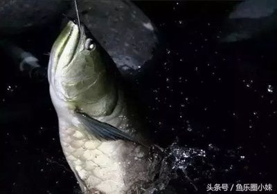龍魚配魟魚會打架咬嗎