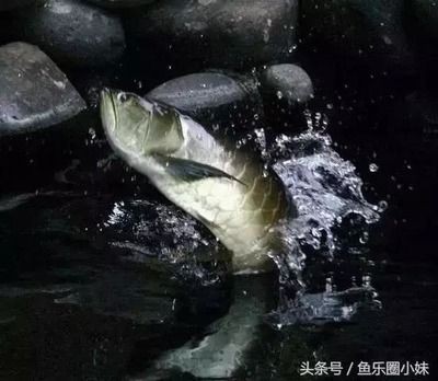 龍魚配魟魚會打架咬嗎