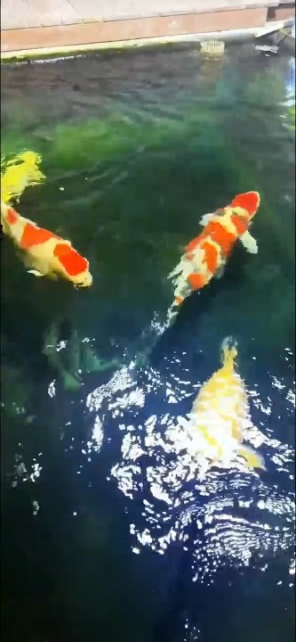 魚缸用增氧泵價格是多少:魚缸增氧機-xtrac增氧機-xtrac增氧機 五條魚,高投喂,水質值得羨慕不? 龍魚論壇 五條魚,高投喂,水質值得羨慕不? 五條魚,高投喂,水質值得羨慕不? 龍魚論壇