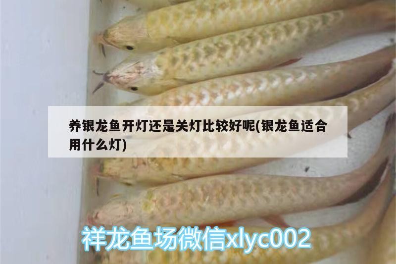 養銀龍魚開燈還是關燈比較好呢(銀龍魚適合用什么燈) 養銀龍魚開燈還是關燈比較好呢(銀龍魚適合用什么燈) 銀龍魚百科