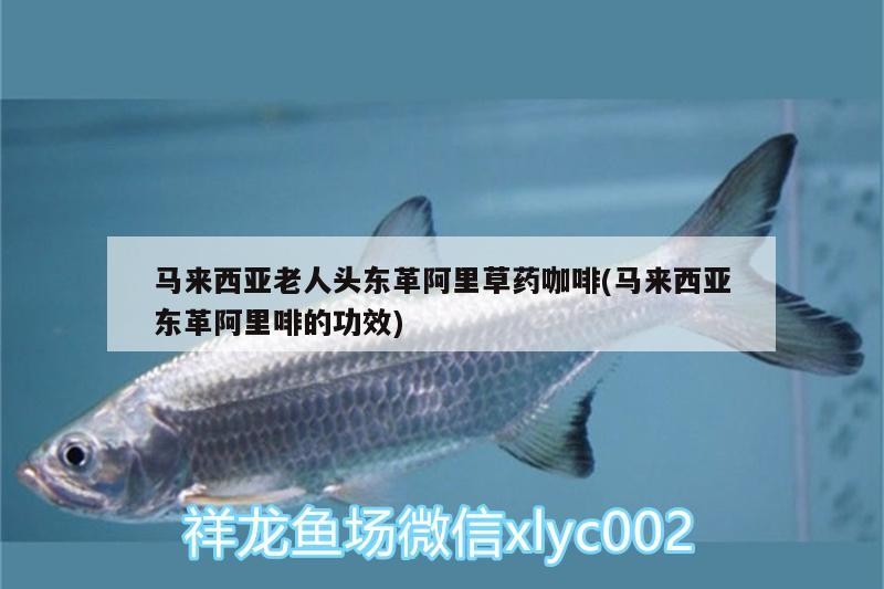 馬來西亞老人頭東革阿里草藥咖啡(馬來西亞東革阿里啡的功效)