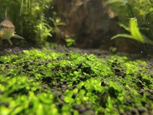 莆田水族館vs祥龍魚場（全球首家成功人工繁殖龍魚的企業(yè)） 莆田水族館vs祥龍魚場（全球首家成功人工繁殖龍魚的企業(yè)） 全國水族館企業(yè)名錄 第3張