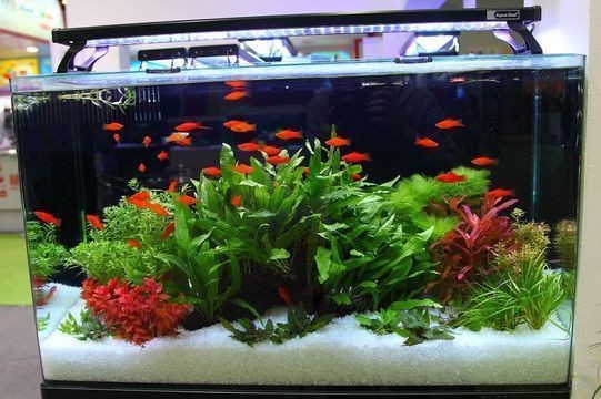 養(yǎng)紅龍魚魚缸背景顏色要求：養(yǎng)紅龍魚時(shí)，魚缸背景顏色選擇對(duì)紅龍魚的發(fā)色和健康有著重要影響