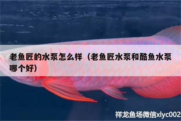 我的虎魚真菌感染了要怎么處理 老魚匠的水泵怎么樣(老魚匠水泵和酷魚水泵哪個好) 老魚匠 老魚匠的水泵怎么樣(老魚匠水泵和酷魚水泵哪個好) 老魚匠的水泵怎么樣(老魚匠水泵和酷魚水泵哪個好) 老魚匠