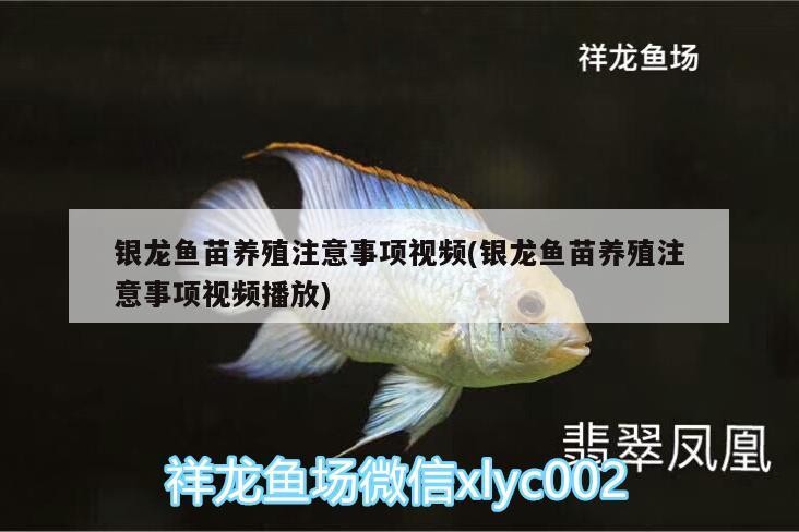 銀龍魚苗養(yǎng)殖注意事項(xiàng)視頻(銀龍魚苗養(yǎng)殖注意事項(xiàng)視頻播放)
