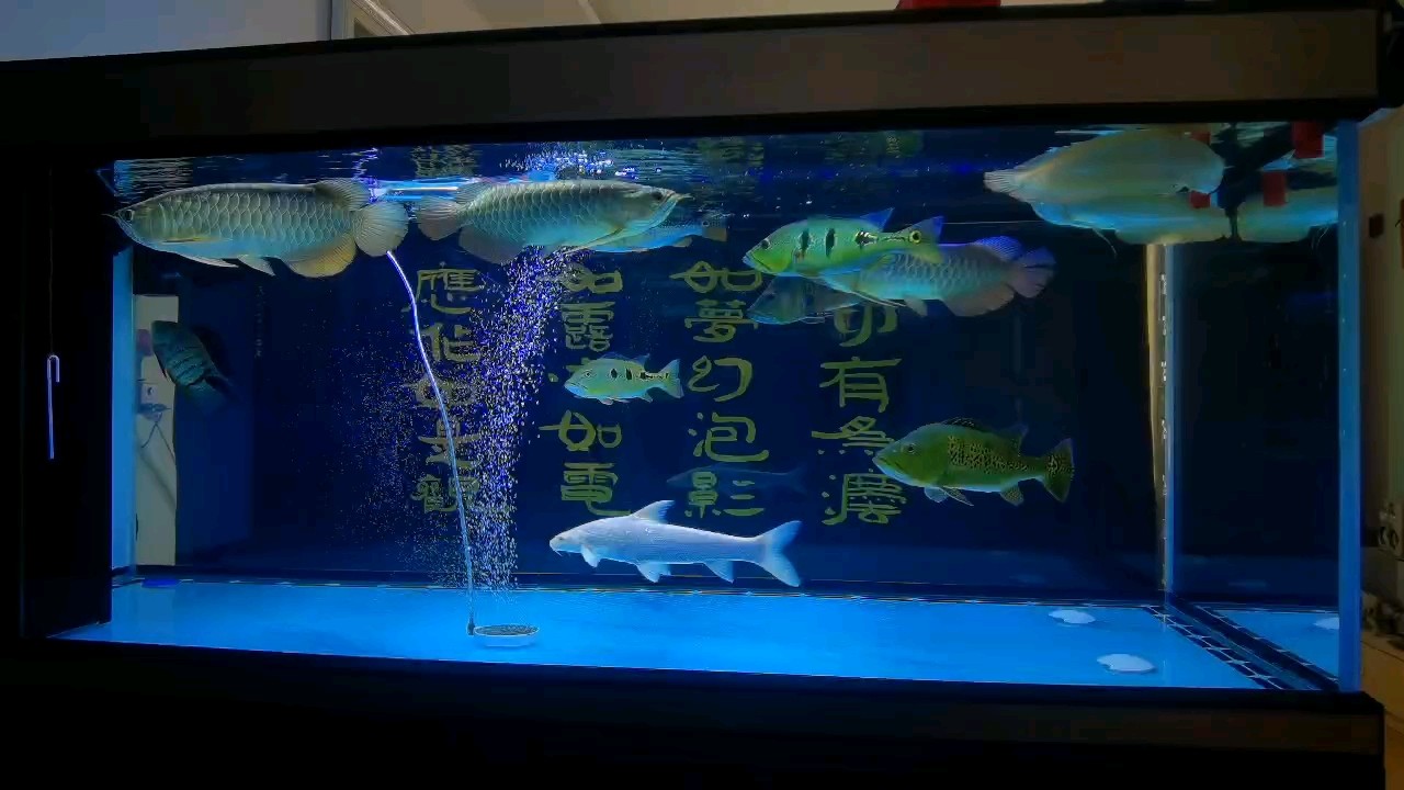 沒啥說的 沒啥說的 龍魚論壇