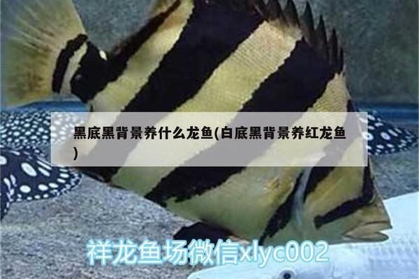 紅龍魚白底黑背景：紅龍魚缸背景圖的選擇