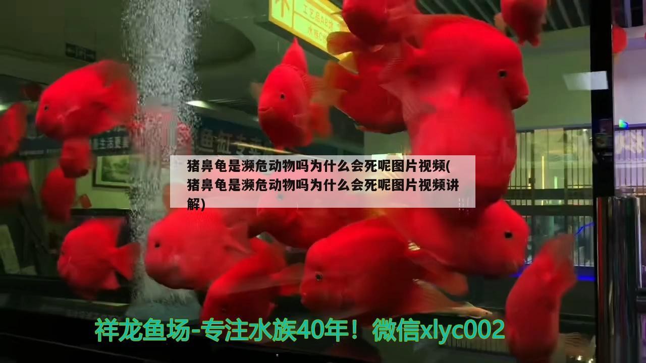 豬鼻龜是瀕危動物嗎為什么會死呢圖片視頻(豬鼻龜是瀕危動物嗎為什么會死呢圖片視頻講解)