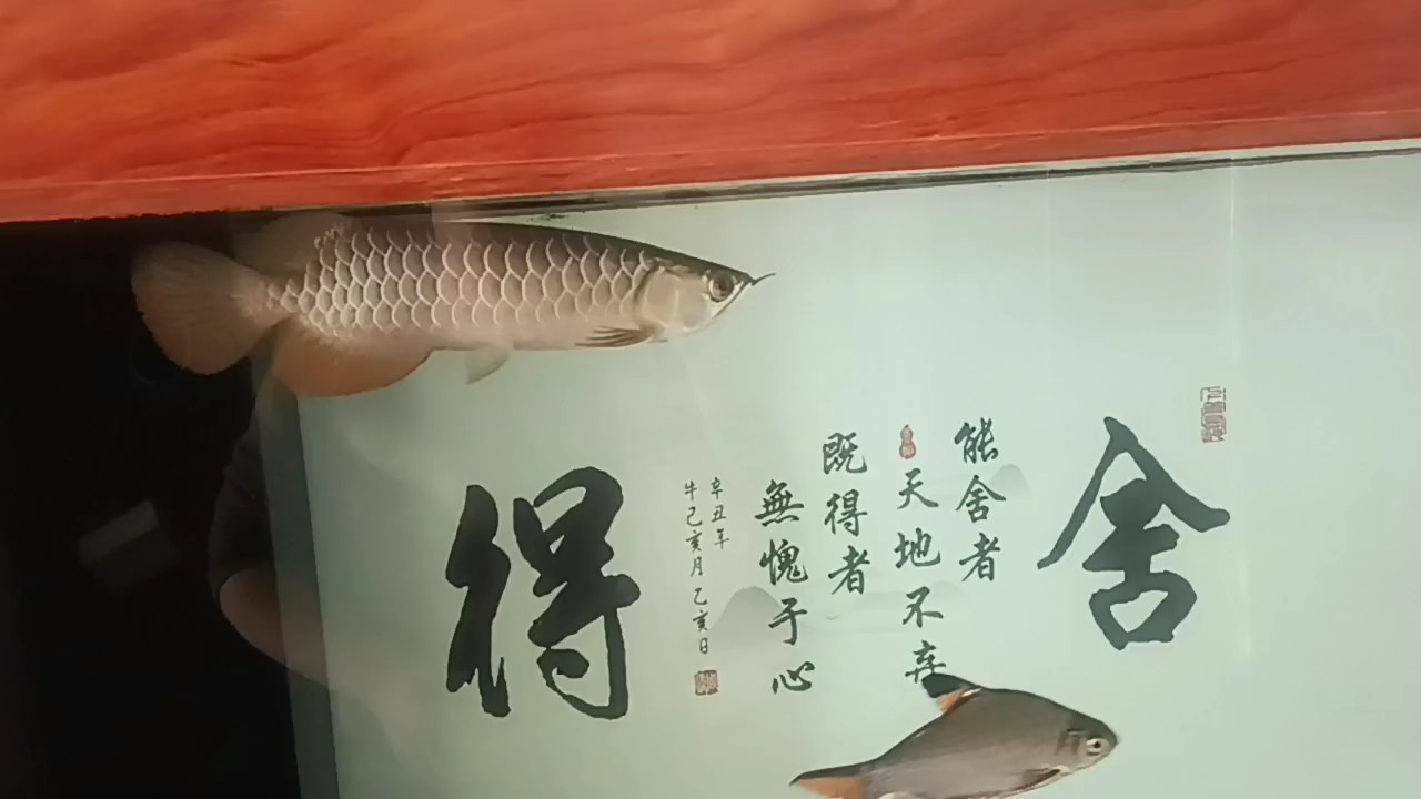 小金到家32天