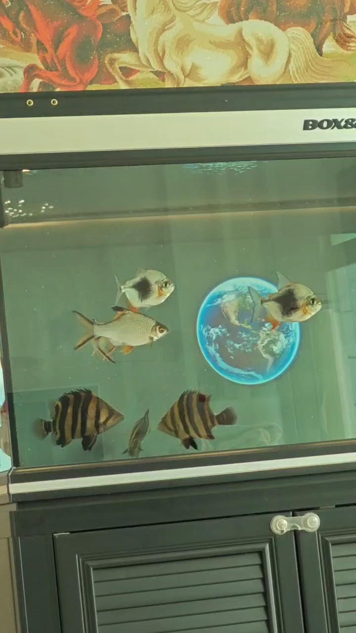 打打更健康 打打更健康 龍魚(yú)論壇