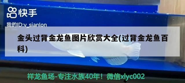 金頭過背金龍魚圖片欣賞大全(過背金龍魚百科)