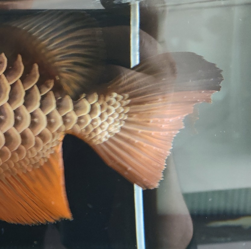 求助