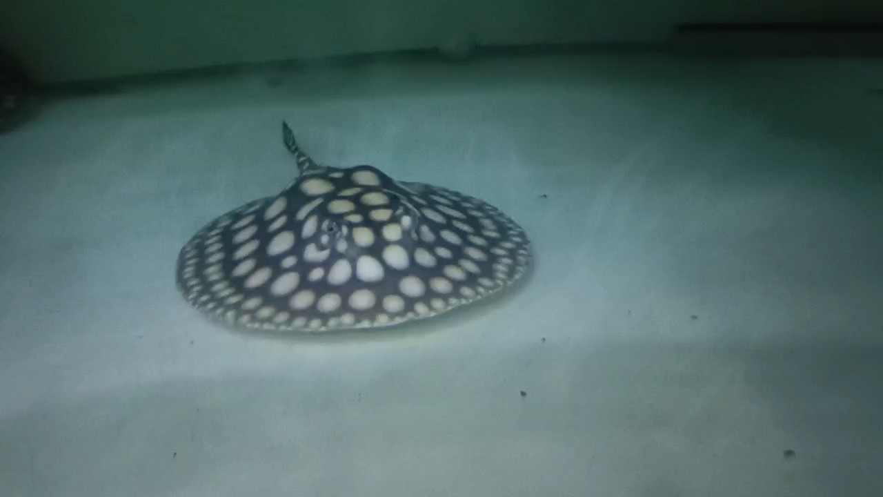 狀態(tài)牛逼