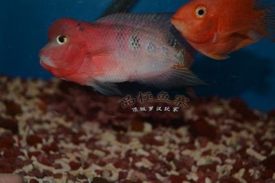 潮州水族館vs祥龍魚場（潮州水族館和祥龍魚場）