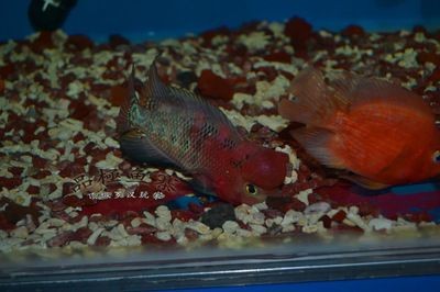 潮州水族館vs祥龍魚場（潮州水族館和祥龍魚場）