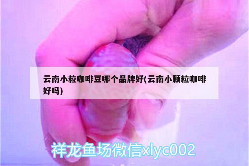 云南小粒咖啡豆哪個品牌好(云南小顆粒咖啡好嗎)
