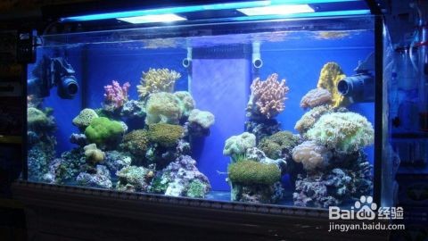 創寧水泵和博特水泵對比圖（創寧水泵和博特水泵對比圖片） 創寧水泵和博特水泵對比圖（創寧水泵和博特水泵對比圖片） 創寧水族