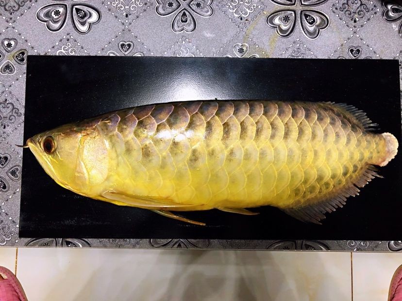 森森三合一水泵哪款好 森森魚缸 第1張 森森三合一水泵哪款好 森森三合一水泵哪款好 森森魚缸 第1張