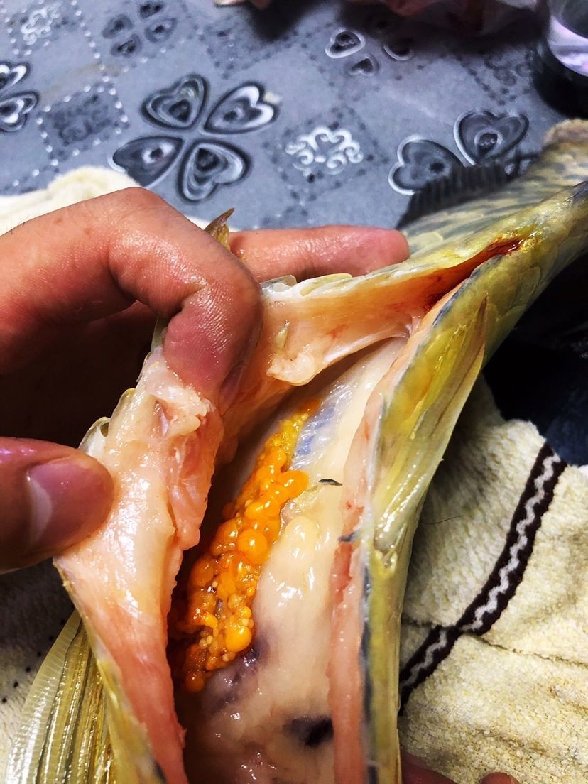 森森三合一水泵哪款好 森森魚缸 第2張 森森三合一水泵哪款好 森森三合一水泵哪款好 森森魚缸 第2張