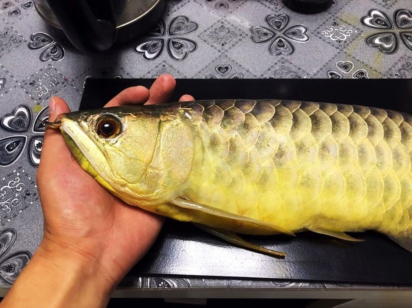 森森三合一水泵哪款好 森森魚缸 第3張 森森三合一水泵哪款好 森森三合一水泵哪款好 森森魚缸 第3張