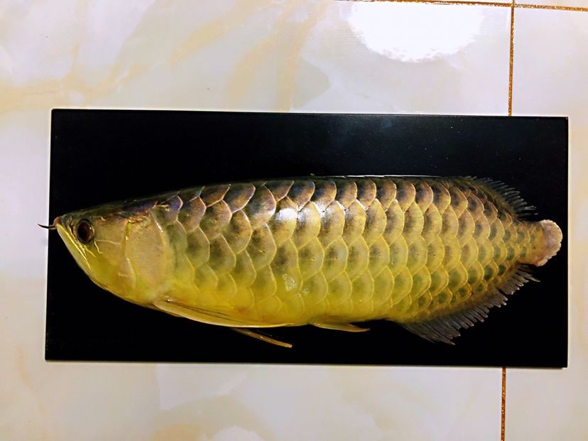森森三合一水泵哪款好 森森魚缸 第4張 森森三合一水泵哪款好 森森三合一水泵哪款好 森森魚缸 第4張